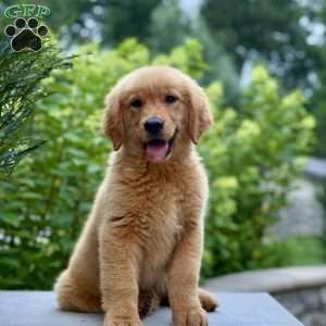 Jesse, Golden Retriever Puppy